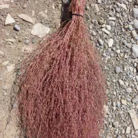 تقریبا ۳۰۰ دسته جارو محلی