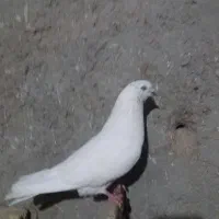 س نر سربرنجی گرفتنی ۵۰۰