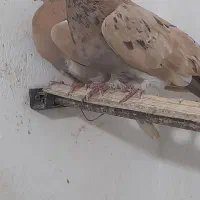 زرد تهرانی اصفهانی