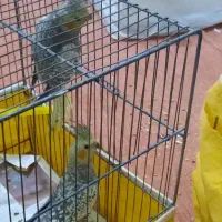 ۳ عدد عروس هلندی گلباقالی