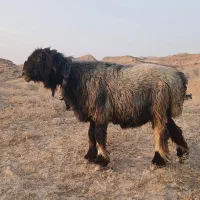 نرمیش ته سیا