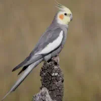 عروس هلندی