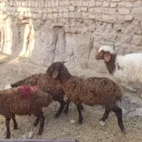 گوسفند زنده|حیوانات مزرعه|مشهد, باغ فراگرد|دیوار