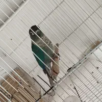 4جفت تراکویس