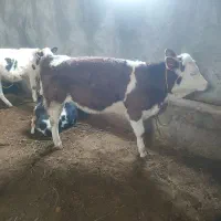 گاو وگوساله|حیوانات مزرعه|مراغه, |دیوار