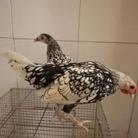 مرغ و خروس ۴ ماهه سیبرایت