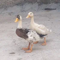 اردک