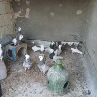 چندتایی  کبوتر طوقی به فروش میرسد