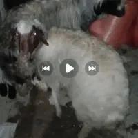 میش|حیوانات مزرعه|الیگودرز, |دیوار