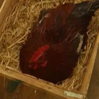 خروس