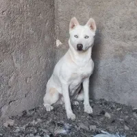 سگ هاسکی سفید چشم یخی