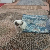 سگ پشمالو خانگی|سگ|نقده, |دیوار