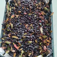 زرشک کوهی تازه