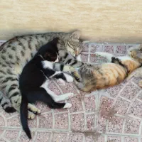 واگذاری دو بچه گربه