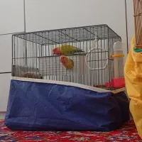 طوطی|پرنده|کامیاران, |دیوار