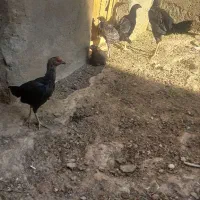 مرغ وخروس لاری|حیوانات مزرعه|گلبهار, شهر جدید گلبهار|دیوار