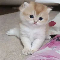 گربه اسکاتیش گلد