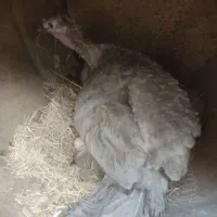 فروش فوری بوقلمون کرک دستگاه جوجه کشی