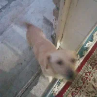 سگ پاکوتاه