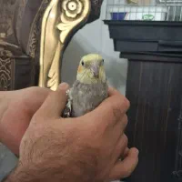 عروس هلندی حرف زن