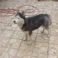 هاسکی با دوتا توله|سگ|گلبهار, شهر جدید گلبهار|دیوار