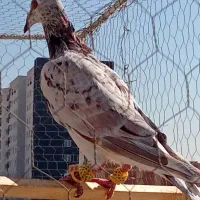 کبوتر هفترنگ خطی مغلف عکس نمایشی