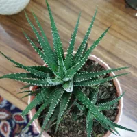 گلهای کاکتوس|گل و گیاه طبیعی|رشت, حافظ آباد|دیوار