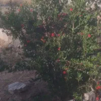 باغ وباغچه حدود۸۰۰ متری و۵۰۰ متری داخل مجتمع