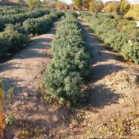 درختچه گل محمدی|گل و گیاه طبیعی|بادرود, |دیوار