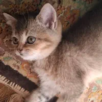 گربه های خیلی ناز|گربه|یزد, |دیوار