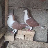 نروماده سیدی