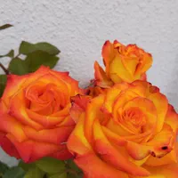 نظافت ویلای شخصی و اجاره ای