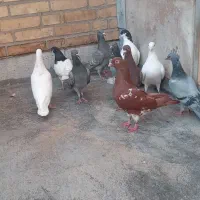 تعداد کبوتر