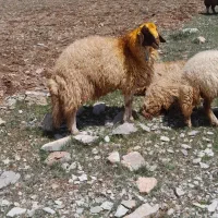 قوچ ورن گوسفند بره میش