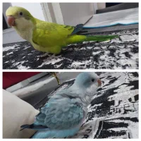 طوطی راهب جفت کواکر