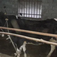 دو راس گاو محلی|حیوانات مزرعه|ایزدشهر, |دیوار