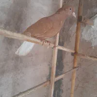 زرد دم سفید هومر