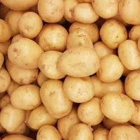 سرکارگر.لوبیا.افتاب گردان .سیبب پیاز.باقیمت پایین|خدمات باغبانی و درختکاری|کرمانشاه, |دیوار
