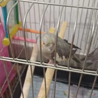 عروس هلندی ۲ عددی جفت با هم نرو ماده با هم