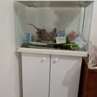 اکواریوم شرکتی