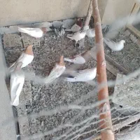 چند عدد کبوتر فروشی|پرنده|میانه, |دیوار