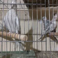 چهارتا عروس هلندی|پرنده|بهارستان, |دیوار