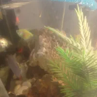 اکواریم ماهی