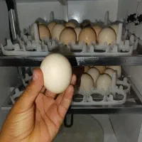 تخم لاری به شرط نطفه