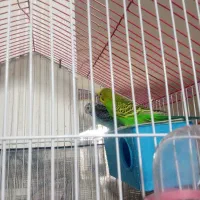 فروش مرغ‌عشق