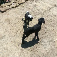 فروش ۲ عدد بره شیری  یک نر یک ماده