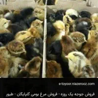 تخم خوردنی بوقلمو