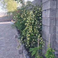 باغ-گلشن-نزدیک-شهر
