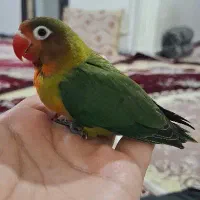کوتوله برزیلی ۳ ماهه|پرنده|آبیک, |دیوار