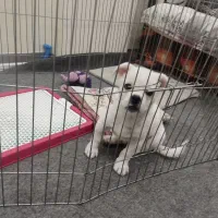 توله سگ نر مالتیز سه ماه شناسنامه دار|سگ|پردیس, فاز ۸|دیوار